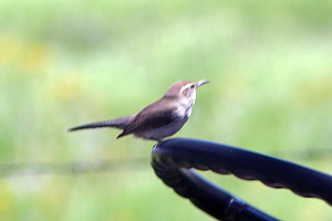 Bewick's Wren